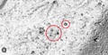 Thumbnail for version as of 16:42, 23 July 2024