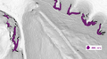 Thumbnail for version as of 16:47, 28 June 2018