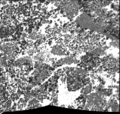 Thumbnail for version as of 14:06, 16 May 2017